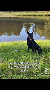 🇺🇸 Rest in Peace retired K9 Ludo. 🐕 Ludo worked in Spalding County for over seven years and then retired with his former handler. Unfortunately today we said goodbye to Ludo. Please keep his handler and family in your thoughts and prayers. | Georgia Police K9 Foundation