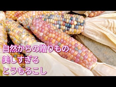 自然が創り出す美しすぎるトウモロコシ/一粒から無限に広がる色/虹色とうもろこしの種をお庭に蒔いた結果に感動！
