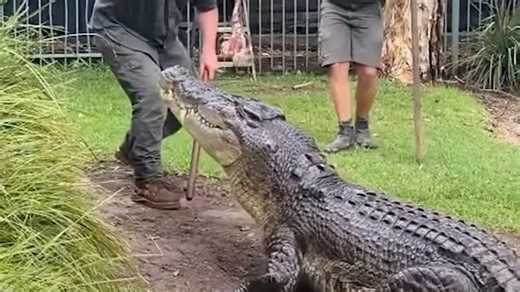 Regarde ce qui se passe quand un crocodile de 7 mètres t’attaque - « Il ne te lâche jamais »