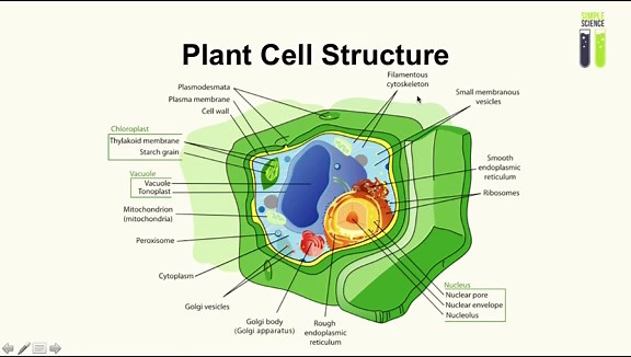 A-Level Biology Revision - Part 2.3 - Cell Structure