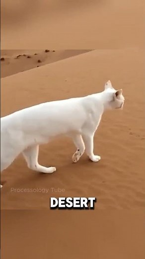 Why Do Cats Hate Water?