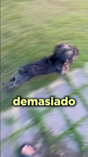 Su Perro Reveló un Fallo en la Matrix!