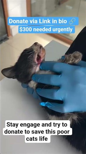 Young cat with calicivirus a very common virus amongst street cats in Turkey #fyp #viral #animals