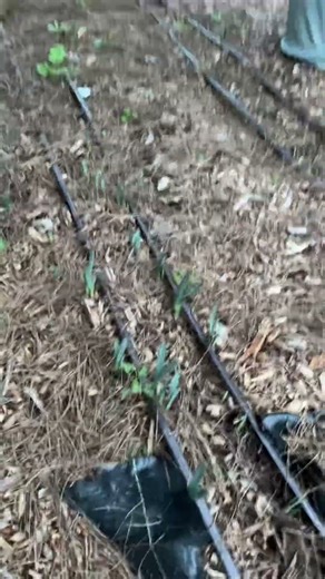 #garden #daffodil #springbulbs #cutflowergarden