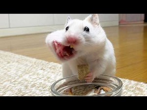 Funny Hamsters Videos | Part 10 - Funny and Cute Moments
