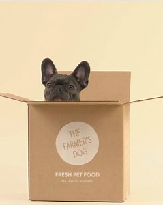 1.5K reactions · 147 shares | Loving dogs is easy. Navigating their care can be hard. | The Farmer's Dog | Facebook