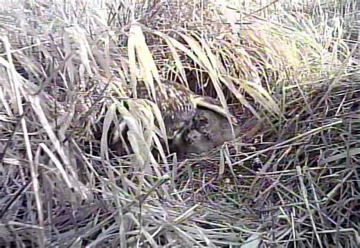 5.4K views · 234 reactions | PART 2: continuing from our previous post, here is another video clip from a Short-eared Owl nest using a small, remote camera as part of ORI’s long-term research. Video: a female Short-eared Owl in the nest mantling and feeding her chicks under her wings. | Owl Research Institute | Facebook