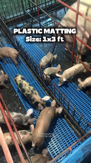 Innovative Plastic Matting Solutions for Piggeries