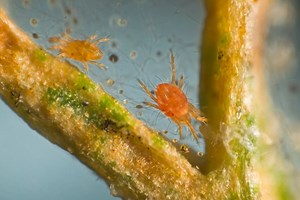 Palm Spider Mites - Get Rid Of Them In 4 Easy Steps - Gardening Dream
