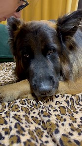 8.1K views · 383 reactions | Kisses?!?! Noooo #germanshepherd #dog #doglover #doglife #kiss #love | EVO the German Shepherd | Facebook