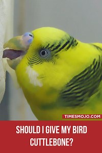 Should I give my bird cuttlebone? - TimesMojo