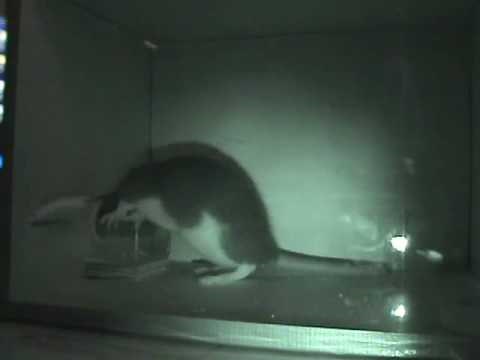 Skinner Box: Shaping My Pet Rat Stella