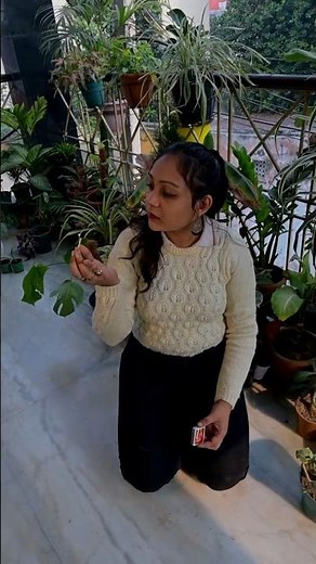 Garden me aag ab lagega!❌🔥🌿Desi hack to prevent root rot and fungal infections🌱✨#plants #gardening