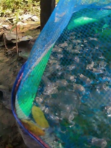 frog farming in Cambodia: frog farming for beginners #countrylife #frog