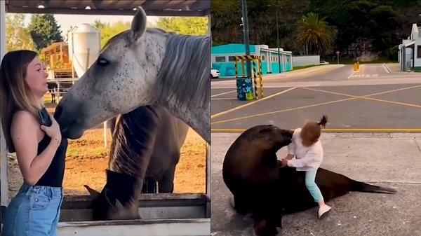 Interactions with Wild Animals