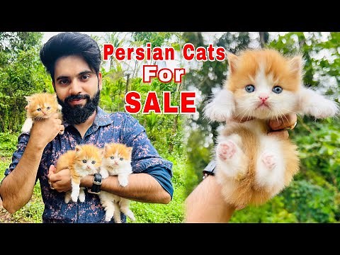 Persian Cats For Sale | Triple Coat Persian Kittens | Persian Cat price in india | Persian Cat | cat