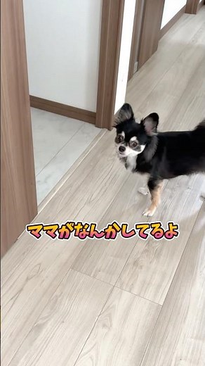 犬、ママ大丈夫？ #犬との暮らし #chihuahua #dog #チワワ #癒し #可愛い