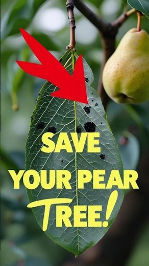 Pear Tree Getting Black Spots|Try This Simple Remedy