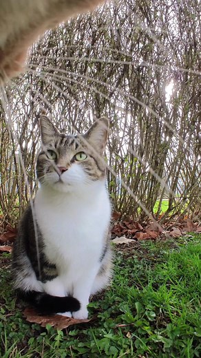 Cats with Collar Camera Experience | Sounds to Attract Cats