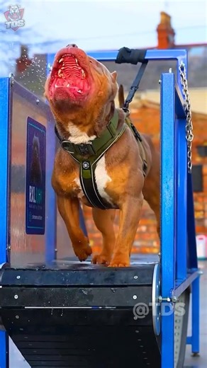 Bhediye ka Kaal! Kangal, Cane Corso aur Dogo Argentino 😱 #shorts