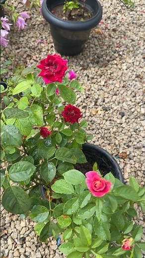 How to identify BLACK ROSE when going to the nursery 🤔#blackrose #roseplantgrowingtips #roses