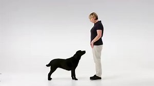 1.2K views · 19 reactions | Dogs love to run around – especially when they are excited. It is important to start training your dog as soon as you bring them home. That’s why we’ve developed a training video, in partnership with Seeing Eye Dogs Australia to help you teach your dog how to stay. #royalcanin #trainingtips #seeingeyedogaustralia #SEDA #healthypets | Royal Canin | Facebook