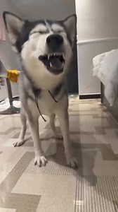 It’s a husky thing - - - - #huskyproblems, #huskyworldwide, #huskyofinstagram, #huskyshepherd | Life With Husky