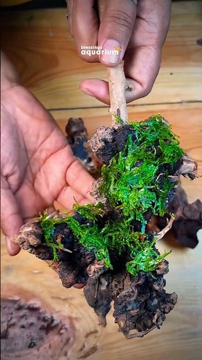 Adding Moss to my aquarium