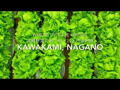 レタスの育つ場所 長野県川上村 // Where Lettuce Grows - Kawakami, Nagano