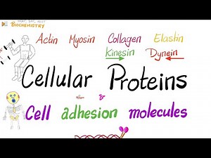Cellular proteins functions | Structural; Motor; Binding; Cell adhesion molecules (CAMs) | Biochem Video Lecture - MCAT