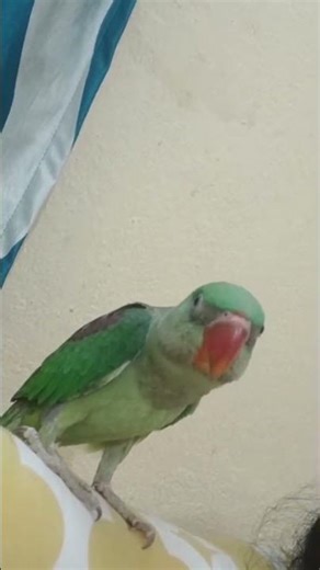 Cute Baby Parrot Chotu 🦜😍 | Adorable Parrot Moments #Shorts #parrot #talkingparot #birds #cockatoos