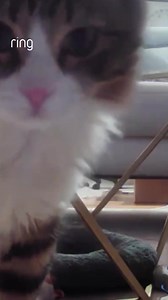 3.5K views | With Ring, you can see what the cat dragged in. | Ring | Facebook