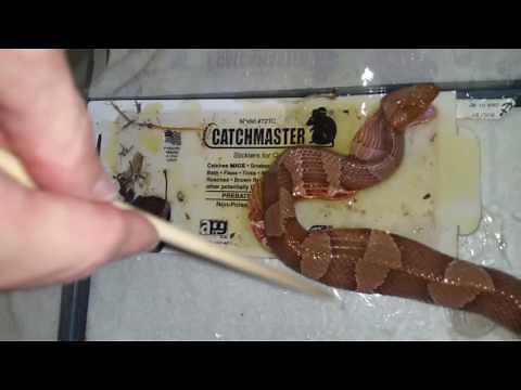 Copperhead glue trap release.