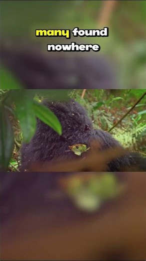 Top Ten Mammals of the Congo Rainforest: Intro