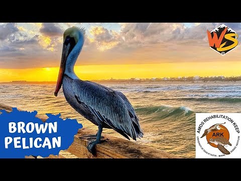 Brown Pelicans: Fascinating Facts About Coastal Birds