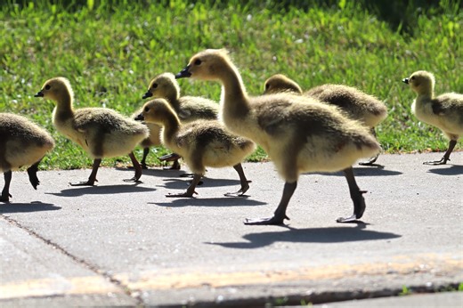 Newborn gosling leaps from an I-5 offramp into the Willamette River