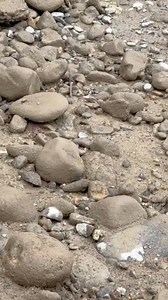 12K views · 169 reactions | The Japanese have figured out the key to a healthy pond is to create a normal healthy benthic ecosystem using rock and gravel in their mud ponds. Greg Wittstock the Pond Guy #mudpond #japanesekoi #japan #koifish #koipond | Ed The Pond Professor | Facebook