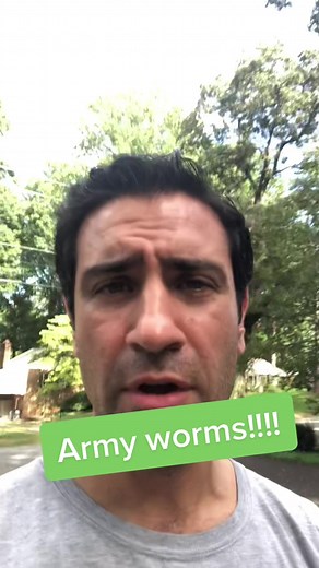 How to Test for Army Worms in Your Lawn