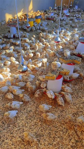 rada_farmstead (@rada_farmstead)’s videos with original sound - Life Style