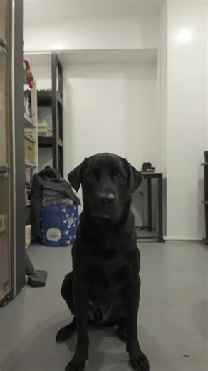 Adorable Dogs of TikTok Showcase Pure Joy