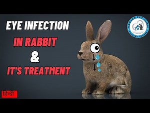 eye infection in rabbit & it's treatment #rabbit #eyes #rabbits #infection