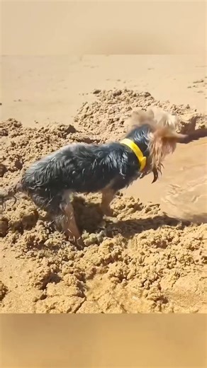 Yorkshire Terrier on Instagram: "CuteYorkshire ❣️ Credit : funndog6 on tiktok ( DM for credit or removal/ No copyright intended.All rights are reserved & belongs to their respective owners.If there any roblem in the post please dm us,we try to fixed it🙂🙂 ) #yorkshire #yorkshireterrier #yorkshireterriersofinstagram #yorkshiredales #yorkshireterriers #yorkshirelovers #yorkshirepudding #yorkshirelife #yorkshiretea #yorkshires #Yorkshiresculpturepark #yorkshirecoast #yorkshireterrior #yorkies #yor