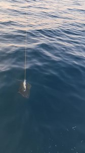 37K views · 603 reactions | Fishing is good at the moment  | Saltstraumen Brygge | Facebook