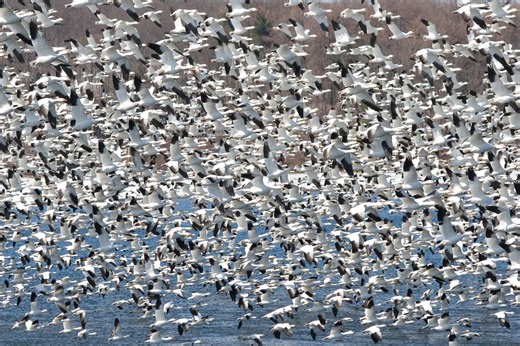 The Snow Geese have arrived. Merrill Creek Reservoir closes to watercraft in winter