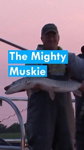 Muskellunge — or muskie — are one of the largest and most prized fish in the Great Lakes. But hundreds of years of shoreline development have shrunk the spawning grounds of these massive swimmers. For decades, the Michigan Department of Natural Resources has raised and stocked muskies with the goal of releasing 40,000 fingerlings every year. Learn more: https://www.greatlakesnow.org/2024/02/19/i-speak-for-the-fish-bringing-muskie-to-the-masses/ | Great Lakes Now