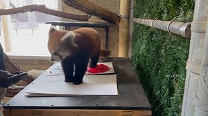 1.7K views · 190 reactions | Ever wonder how we make our animal...