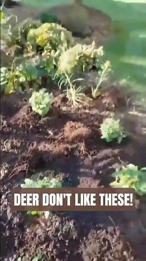 What Can I Grow That Deer Don't Like?