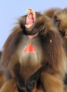 El gelada es un primate de Etiopía, famoso por la mancha roja en su pecho. Vive en praderas de montaña y se alimenta principalmente de pasto. Destaca por sus grandes grupos sociales y su compleja comunicación vocal. #vida #animals #salvaje | Historias Wild
