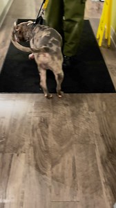 Cheesie is available visit dekalbhumanesociety.org/adopt for more information. | DeKalb Humane Society