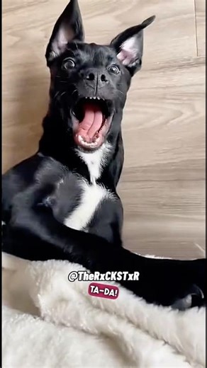 Dog Does An Amazing Magic Trick!